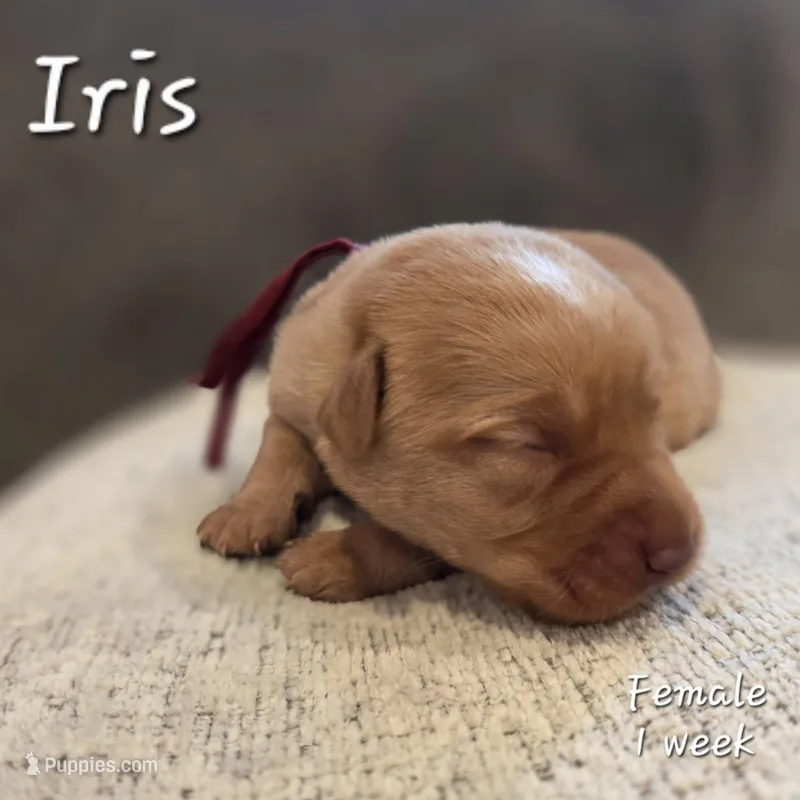 Iris – Labrador Retriever puppy for sale in Arthur, IA