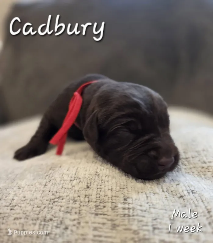 Cadbury – Labrador Retriever puppy for sale in Arthur, IA