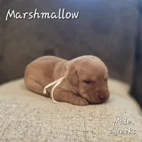 Marshmallow, a male Labrador Retriever for sale in Arthur, IA – Photo 3 of 4