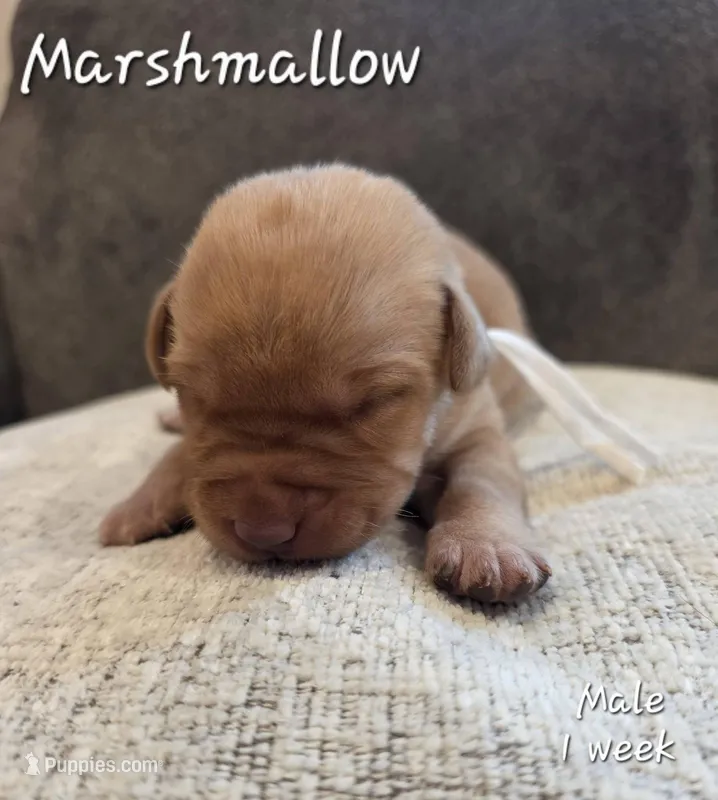 Marshmallow – Labrador Retriever puppy for sale in Arthur, IA