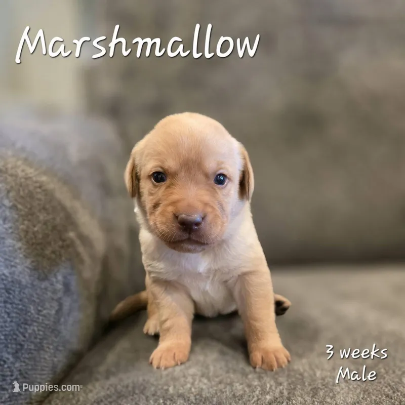 Marshmallow – Labrador Retriever puppy for sale in Arthur, IA
