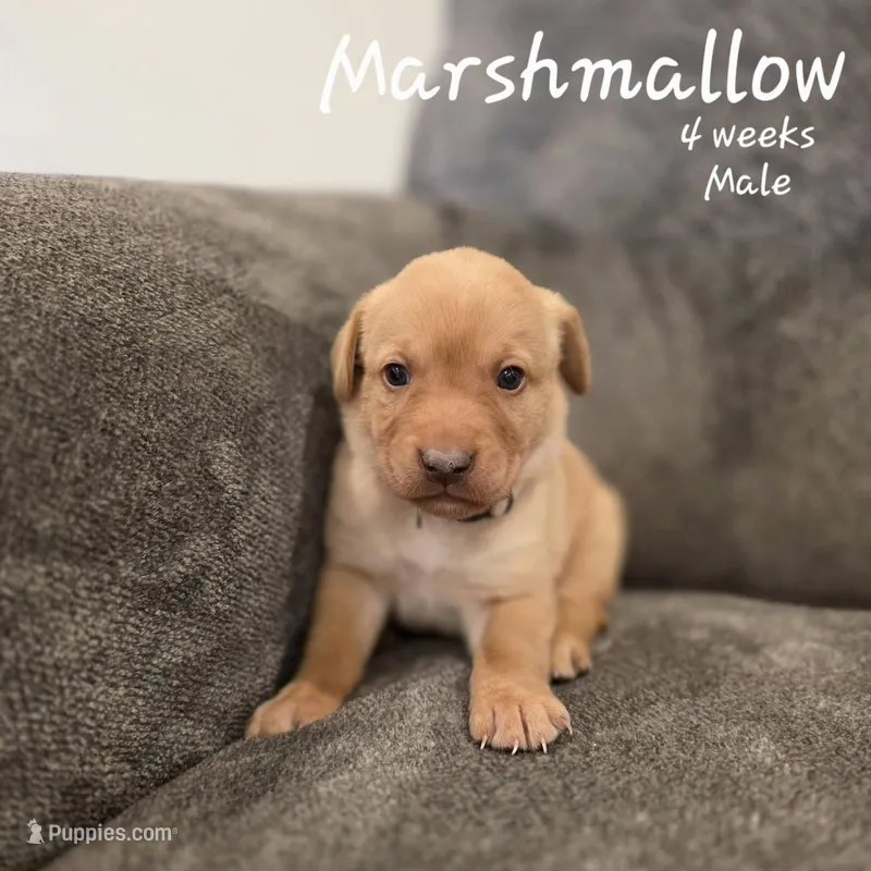 Marshmallow – Labrador Retriever puppy for sale in Arthur, IA