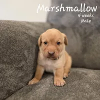 Marshmallow, a male Labrador Retriever for sale in Arthur, IA – Photo 1 of 4