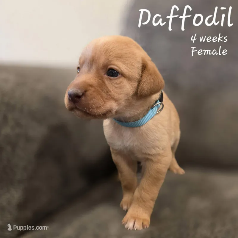 Daffodil – Labrador Retriever puppy for sale in Arthur, IA
