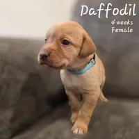 Daffodil, a female Labrador Retriever for sale in Arthur, IA – Photo 1 of 4