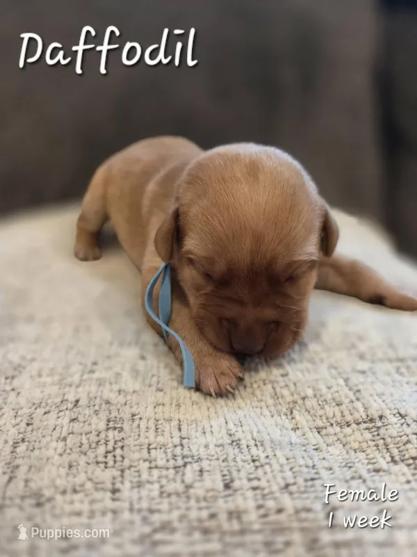 Daffodil – Labrador Retriever puppy for sale in Arthur, IA