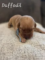 Daffodil, a female Labrador Retriever for sale in Arthur, IA – Photo 4 of 4