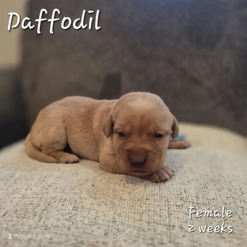 Daffodil – Labrador Retriever puppy for sale in Arthur, IA