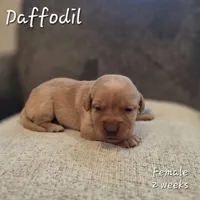 Daffodil, a female Labrador Retriever for sale in Arthur, IA – Photo 3 of 4