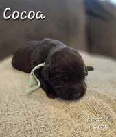 Cocoa, a female Labrador Retriever for sale in Arthur, IA – 2 of 2
