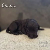 Cocoa, a female Labrador Retriever for sale in Arthur, IA – 1 of 2