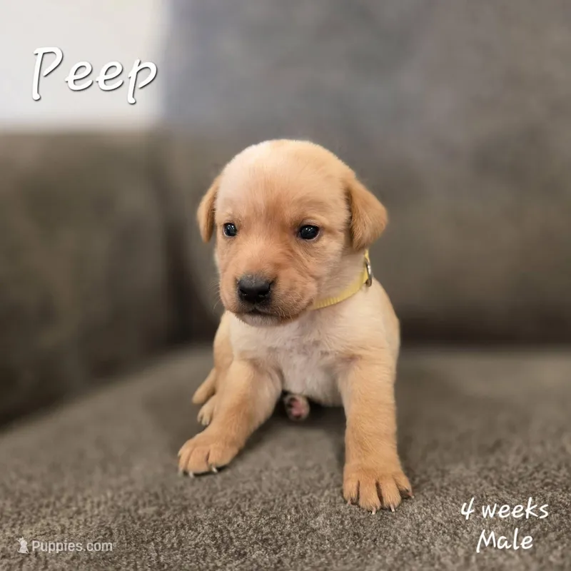 Peep, a male Labrador Retriever for sale in Arthur, IA – Photo 1 of 4