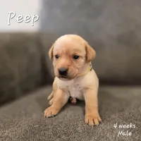 Peep, a male Labrador Retriever for sale in Arthur, IA – Photo 1 of 4