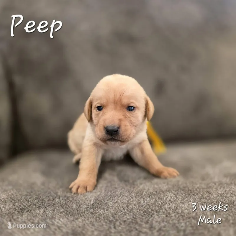 Peep – Labrador Retriever puppy for sale in Arthur, IA