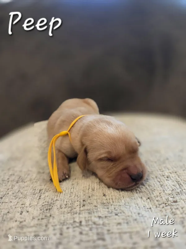 Peep – Labrador Retriever puppy for sale in Arthur, IA