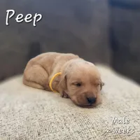 Peep, a male Labrador Retriever for sale in Arthur, IA – Photo 4 of 4