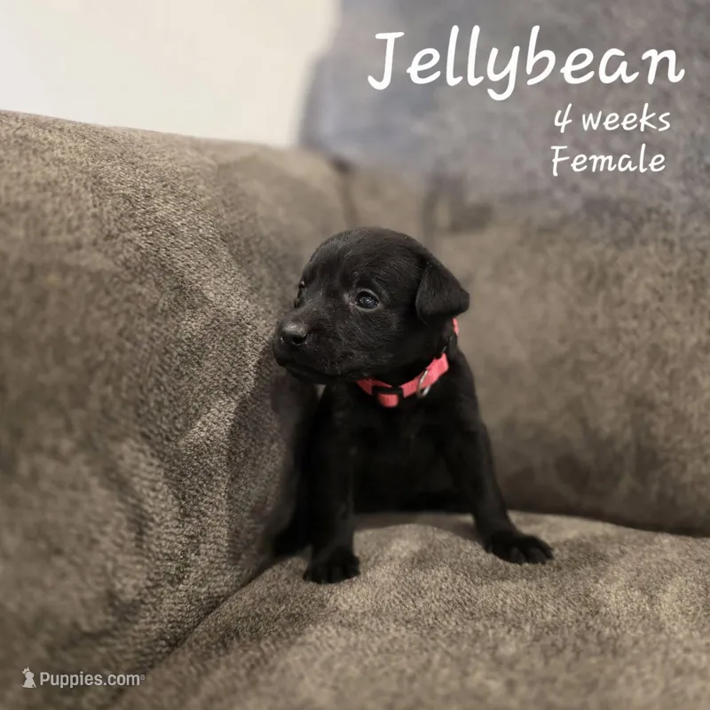 Jellybean – Labrador Retriever puppy for sale in Arthur, IA