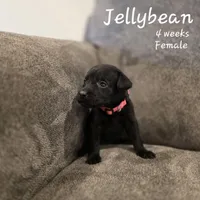 Jellybean, a female Labrador Retriever for sale in Arthur, IA – Photo 1 of 4