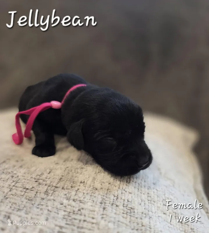 Jellybean – Labrador Retriever puppy for sale in Arthur, IA
