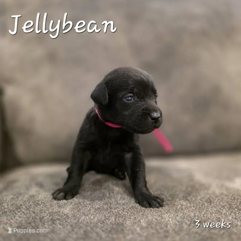 Jellybean – Labrador Retriever puppy for sale in Arthur, IA