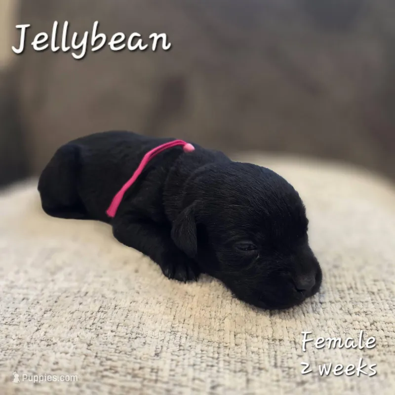 Jellybean – Labrador Retriever puppy for sale in Arthur, IA