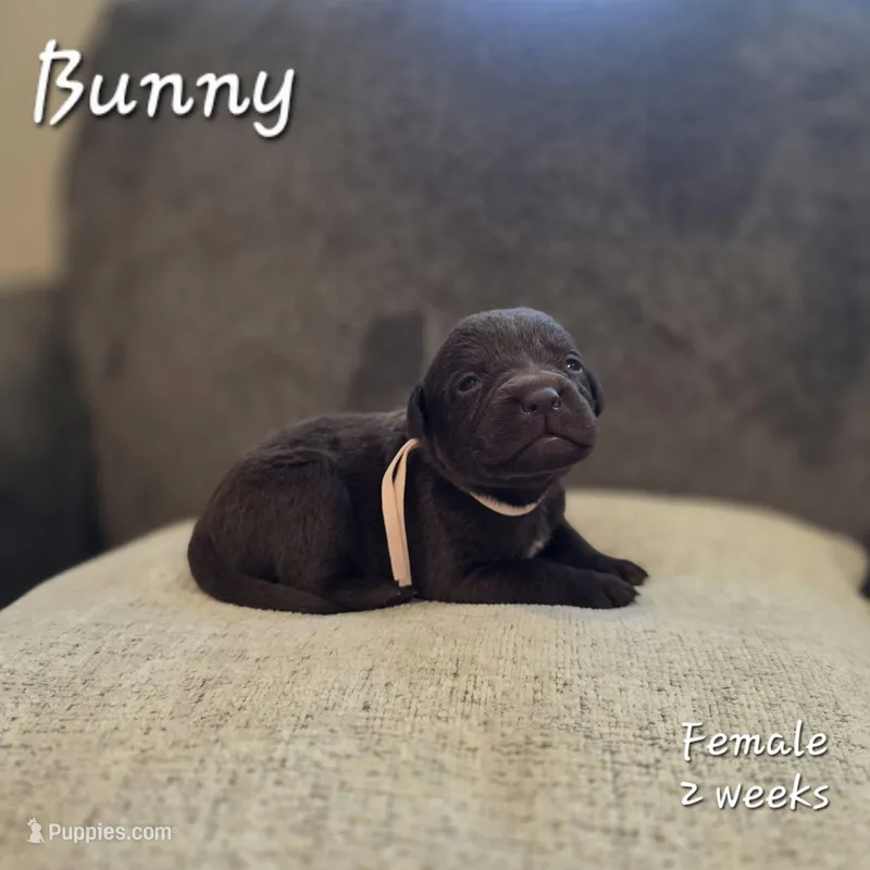 Bunny – Labrador Retriever puppy for sale in Arthur, IA
