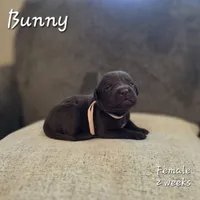 Bunny, a female Labrador Retriever for sale in Arthur, IA – 1 of 2