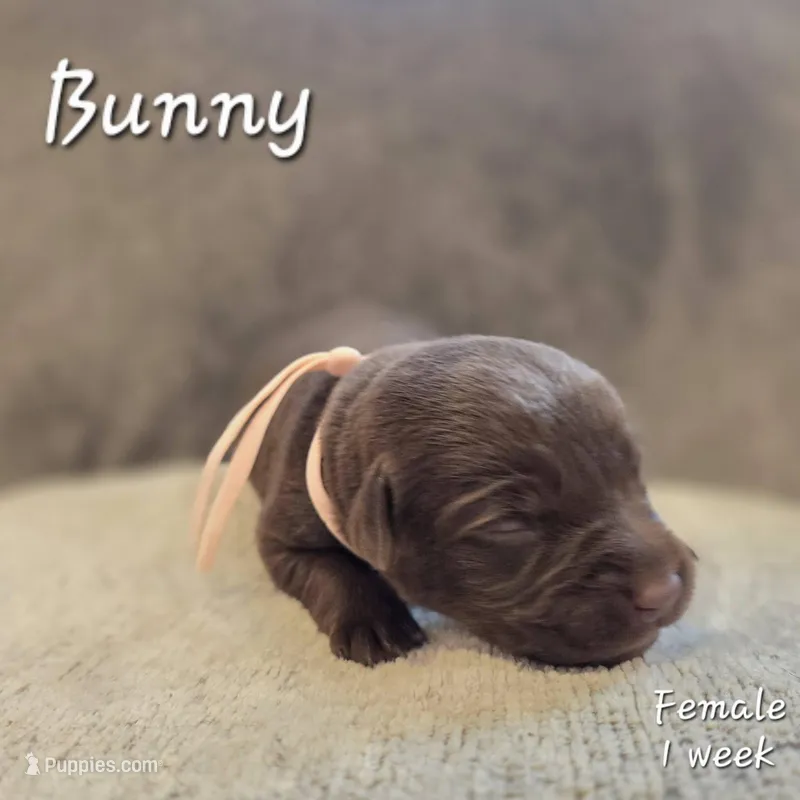 Bunny – Labrador Retriever puppy for sale in Arthur, IA