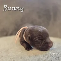 Bunny, a female Labrador Retriever for sale in Arthur, IA – 2 of 2
