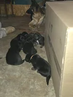 Orange, a female German Shepherd Dog and Bernese Mountain Dog for sale in Roseville, MI – Photo 4 of 5