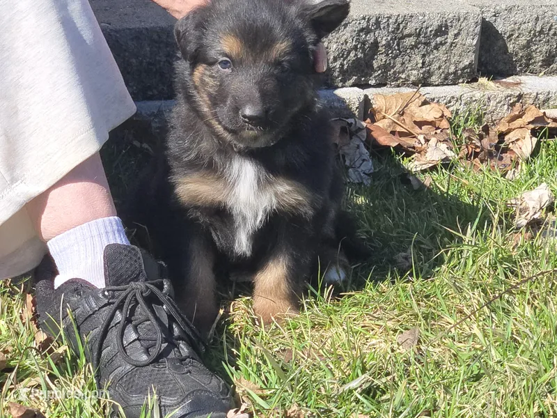 Orange – German Shepherd Dog, Bernese Mountain Dog puppy for sale in Roseville, MI