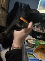 Orange, a female German Shepherd Dog and Bernese Mountain Dog for sale in Roseville, MI – Photo 3 of 5