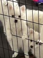 Sabrina Carpenter AKA Annabeth, a female American Eskimo for sale in Hendersonville, TN – Photo 4 of 5