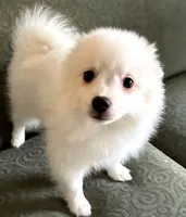 Sabrina Carpenter AKA Annabeth, a female American Eskimo for sale in Hendersonville, TN – Photo 2 of 5