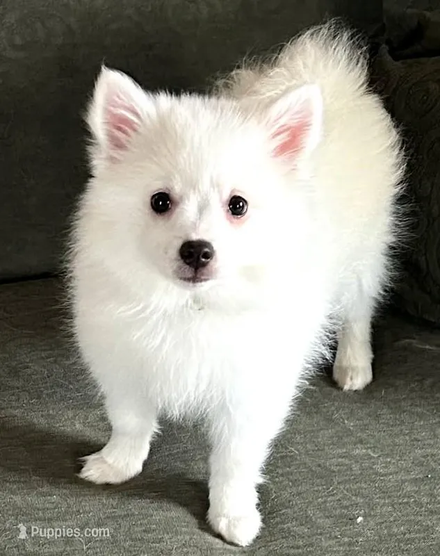 Sabrina Carpenter AKA Annabeth – American Eskimo puppy for sale in Hendersonville, TN