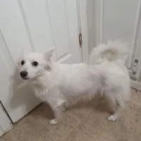 Sabrina Carpenter AKA Annabeth, a female American Eskimo for sale in Hendersonville, TN – Photo 5 of 5