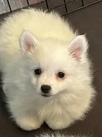 Sabrina Carpenter AKA Annabeth, a female American Eskimo for sale in Hendersonville, TN – Photo 3 of 5