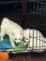 Niko, a male American Eskimo for sale in Hendersonville, TN – Photo 4 of 5