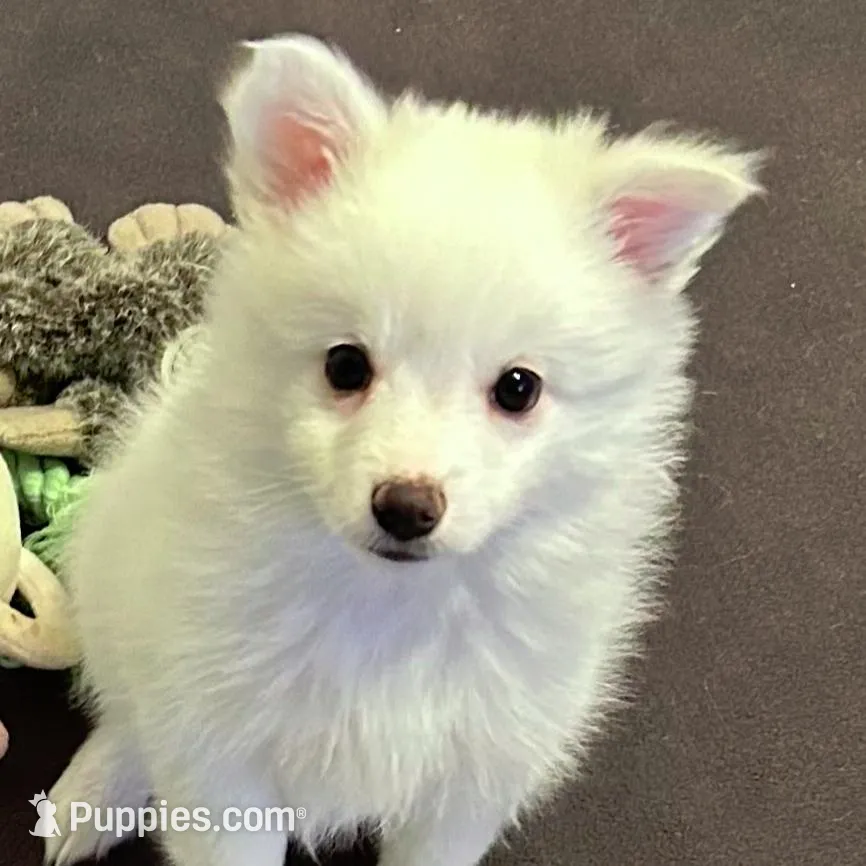 Niko, a male American Eskimo for sale in Hendersonville, TN – Photo 2 of 4