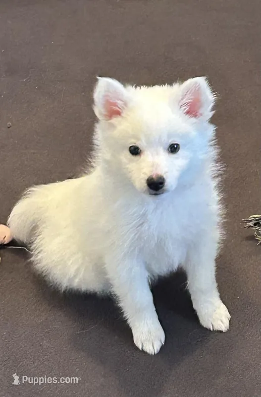 Niko – American Eskimo puppy for sale in Hendersonville, TN