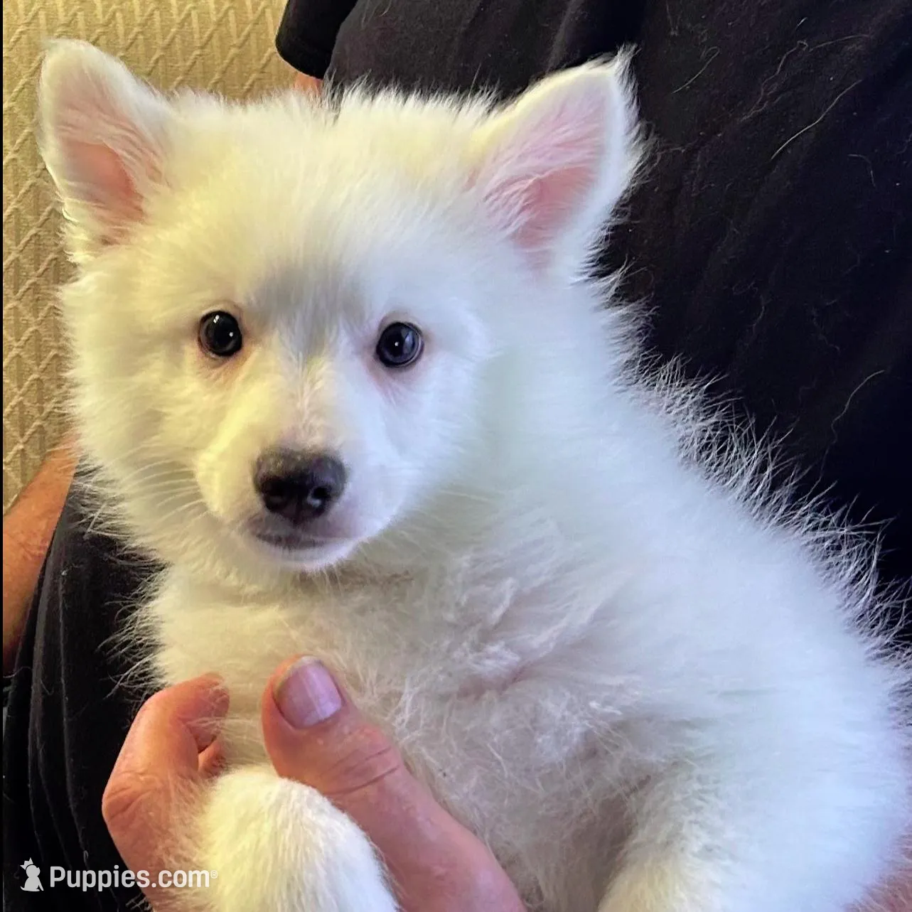 Niko, a male American Eskimo for sale in Hendersonville, TN – Photo 3 of 4