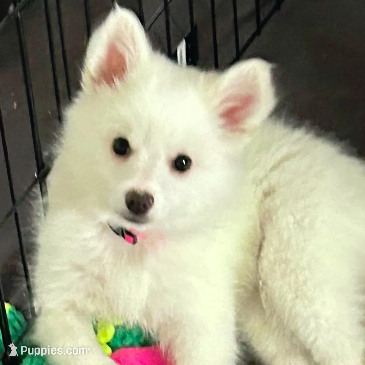 Niko – American Eskimo puppy for sale in Hendersonville, TN
