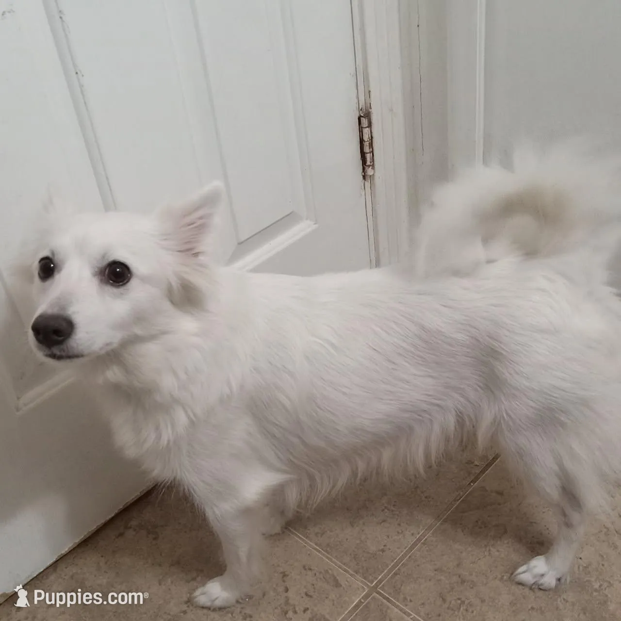 Piper, a female American Eskimo for sale in Hendersonville, TN – Photo 3 of 3