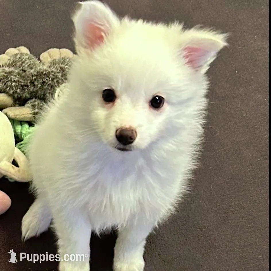 Easter Puppy  >>> Piper, a female American Eskimo for sale in Hendersonville, TN – Photo 2 of 5