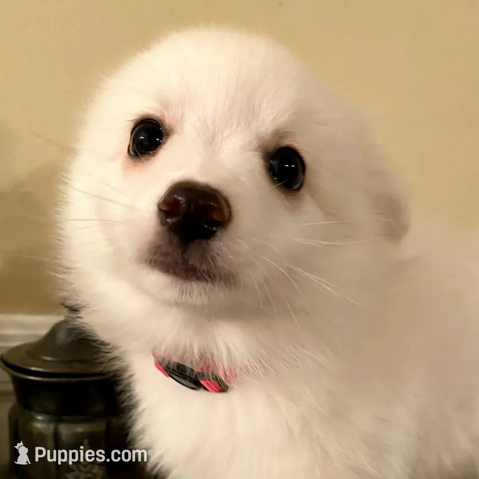 Piper – American Eskimo puppy for sale in Hendersonville, TN
