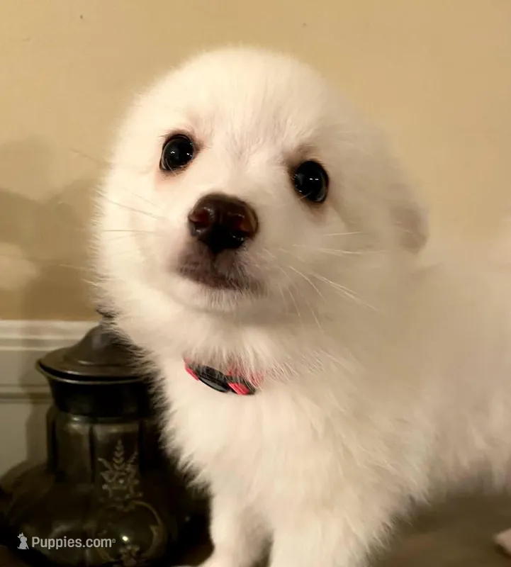 Piper – American Eskimo puppy for sale in Hendersonville, TN
