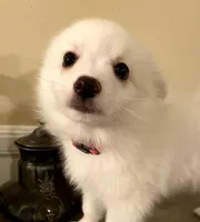 Easter Puppy  >>> Piper, a female American Eskimo for sale in Hendersonville, TN – Photo 1 of 5