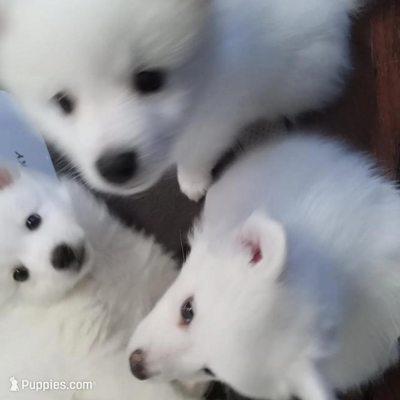 Piper, a female American Eskimo for sale in Hendersonville, TN – Photo 2 of 3
