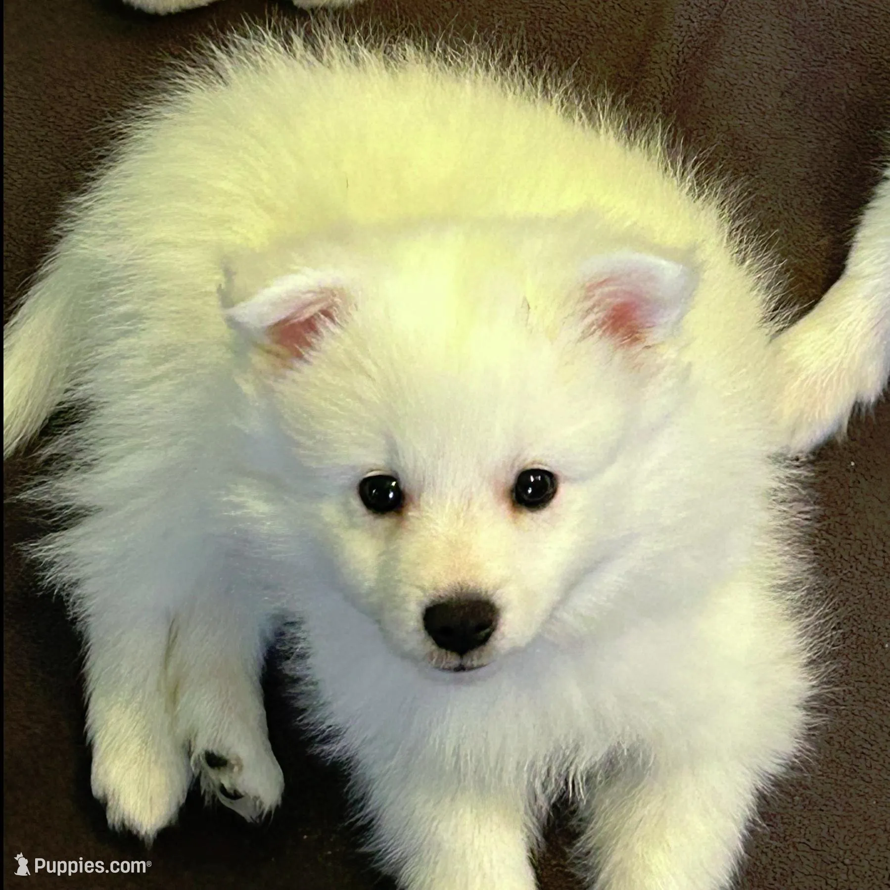 Easter Puppy  >>> Piper, a female American Eskimo for sale in Hendersonville, TN – Photo 3 of 5