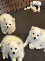 Easter Puppy  >>> Piper, a female American Eskimo for sale in Hendersonville, TN – Photo 4 of 5